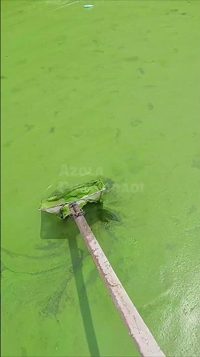 POV: Harvesting Wolffia (watermeal) from pond using fishing net #wolffia #asmr #satisfyingvideo