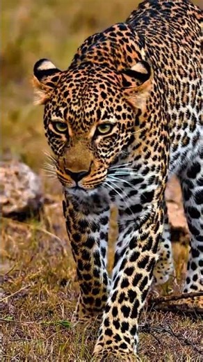 The Majestic Leopard Hunt | 4K Ultra HD Wildlife Video 🐆​