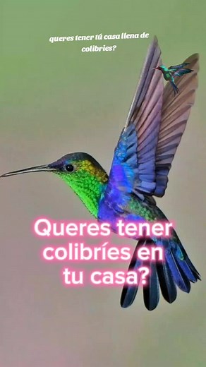 Cómo hacer comida para colibríes en casa paso a paso