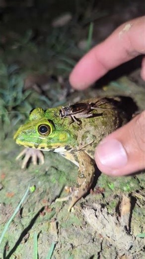 Catching Funny Frog Fails HaHaHa | Funny for Laugh Froggy | Funny Frogs and Toads