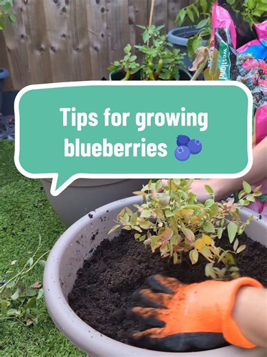 Essential Tips for Growing Blueberries Successfully