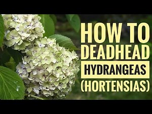 How to deadhead Hydrangeas (Hortensias)