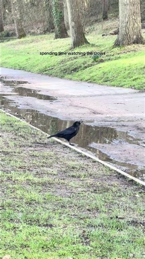 Watching the crows | 📍Isle of Wight | #isleofwight #beautifulnature #birdwatching