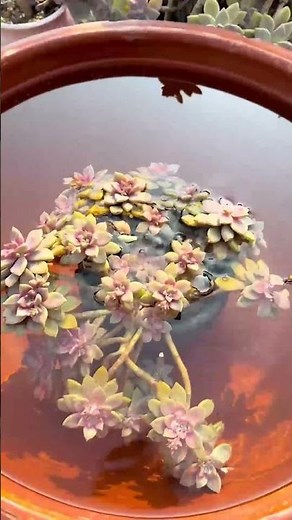 How to Water Succulents Correctly (Stop Killing Your Plants!) 💧
