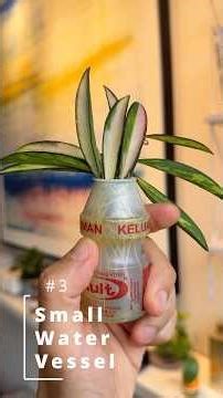 6 Tips for Water Propagation 100% Success!