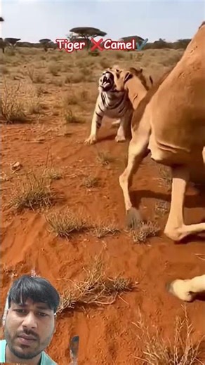 Tiger vs Camel#youtubeshorts #animals #funny #lion #tiger #camel