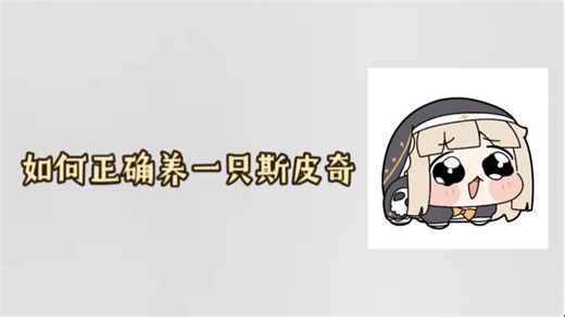 如何养一只斯皮奇(养坨区)