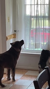 Kovu only howls when mingo starts barking at something outside. I have to sneak to try to record him or else he’ll stop if he catches me 😂 | Kovu