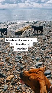 6.4K views · 425 reactions | 3 big dogs | Boerboel Blade | Facebook