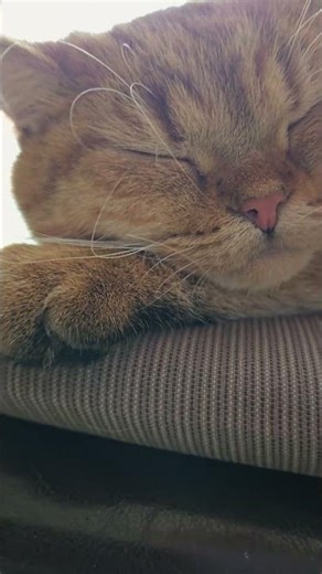 Dream mode ON: Simba recharging cuteness 😴 #cat #simba #sleepycat #cute #catlover #cute