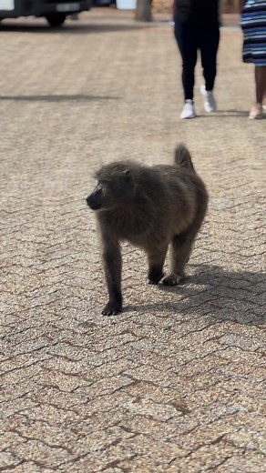 It’s a toss-up between the swagger and the red bum for me 🤡 This guy cruised right past us in the parking lot at Cape Point today! #SouthAfrica | Camels & Chocolate