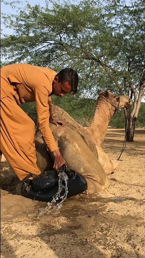وضع القروي قطعة قماش على الجمل لحمايته من الرمال الساخنة