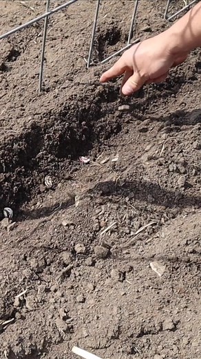 How to Properly Trellis Lima Beans in Your Garden