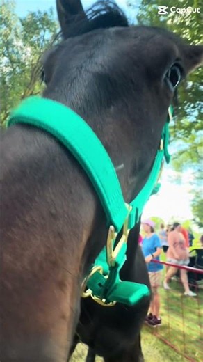 Fair PONYA!! #horse