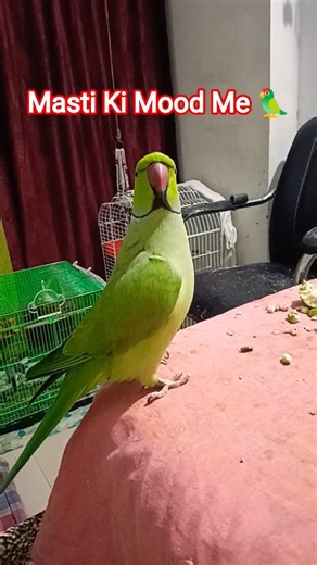 Pyara Jaggu 🦜 #parrot #funny #cute #parrot #funny#talkingparrot #parrotlover#funnyanimal #anuandsuji