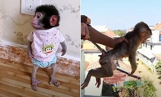 Baby monkeys are beaten and tortured to death in horrifying videos