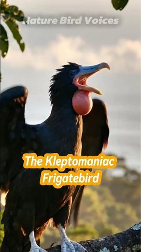 The Kleptomaniac Frigatebird #birds #birdsong #birdsounds