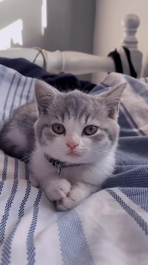 Pickle being cute again 🫶🏼 #picklethecat #britishshorthair #kitten