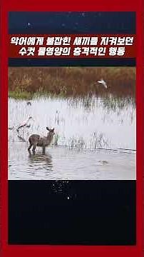 The shocking behavior of an antelope watching its baby being caught by a crocodile #crocodile #an...