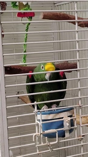 Emerald the Amazon Parrot Singing and Laughing, pt 2 #birds #Amazon #parrot