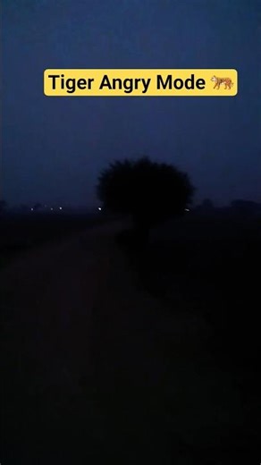 Tiger Angry Mode | dangreous time