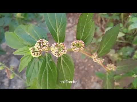 Hierba de la Golondrina 3 (Euphorbia hirta L.)