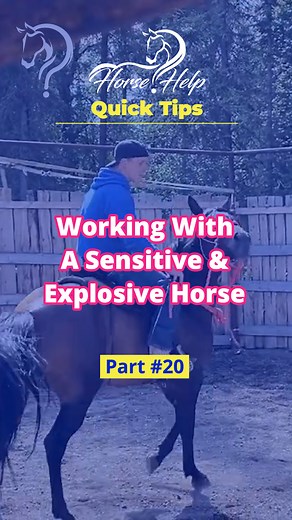 Quick Tips On Working With A Sensitive & Explosive Horse! Part 20 Want To Learn More? Visit The Link In My Bio! #horsetraining #horse #trainer #horsetrainer #trainingvideos #traininghorses #horses #horsehelp | Horse Help With Michael Gascon