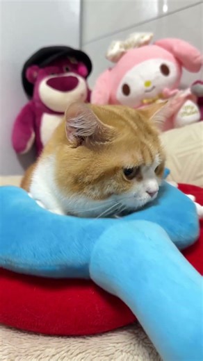 Bro’s daily furious. #purrfection #cat