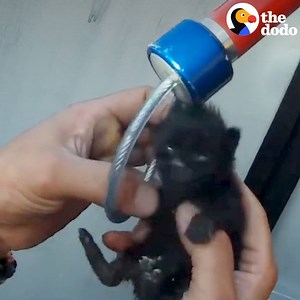 These people heard a kitten meowing from inside a dumpster and ran to pull him out. But then they realized his brother was still trapped inside — and had to take drastic measures so they could get him out too. | The Dodo
