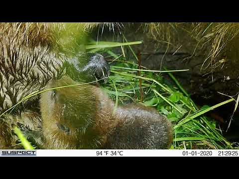 Inside a beaver lodge