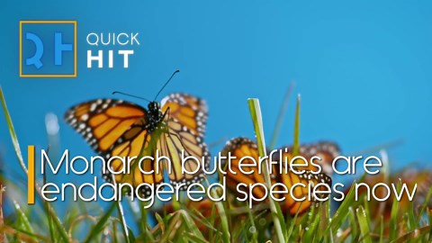 Monarch Butterflies Are Endangered Species Now