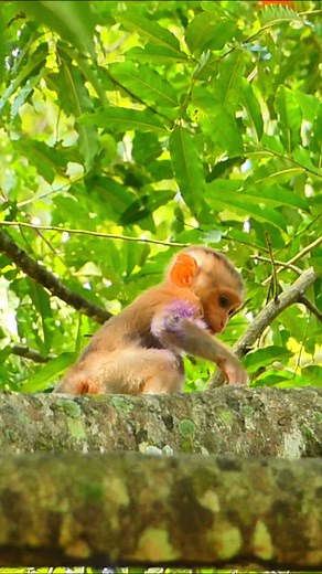 1.9K views · 24 reactions | Luna less gentle, baby Lynx feels pain | Alien TV | Facebook