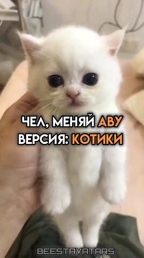 Крутые аватарки с котиками для Telegram