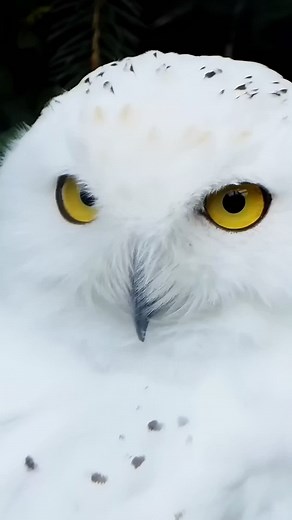 Mystery Owls: Hoot Hoot in the Dark with Big Eyes and Silent Feathers