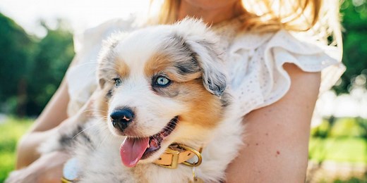 260  Australian Shepherd Names for Your Amazing Adventure Buddy