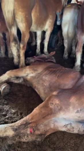 UPDATE- SAFE!! URGENT FUNDRAISER, 🚨 Update on the drafts stuck in the horse slaughter holding facility. We are rendering aid to a down draft that was trampled by the other horses in the facility. He is in BAD shape. We have a vet en route. This horse has all of us crying. We just feel awful for him. Please donate so we can save him and ALL his friends. They are trying hard not to step on him and Ally is guarding him but it’s just too crowded. We’re doing our best to help them. Please help us ge