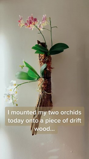 Creative DIY Orchid Pot with Holes and Orchids on Wood