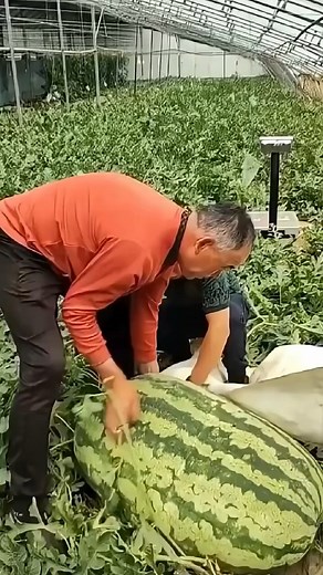 Ce fermier utilise une astuce secrète pour faire pousser des pastèques plus grosses que prévu 🍉💡 #pasteque #fermier #ferme #agriculture #Agroalimentaire | L'atelier 360
