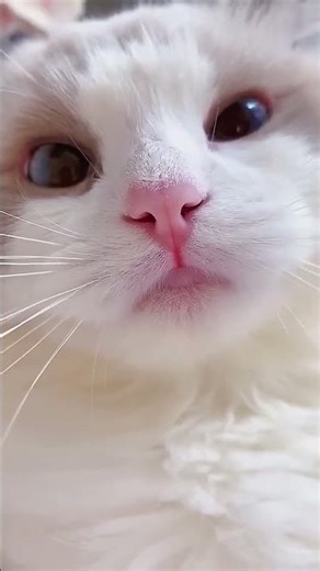 🐾 Cutest Cats Ever! 😻 Funny & Adorable Cat Moments. Try Not to Laugh 🤣🤣 #shorts