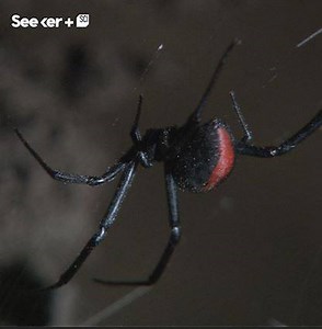 Everything you need to know about Australia’s Redback spider. | Seeker by The Verge
