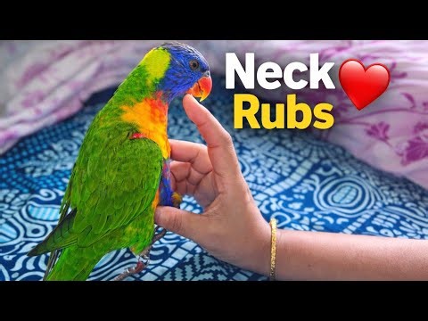 Happy Rainbow Lorikeet Loves Neck Rubs – So Cute! 🦜❤️