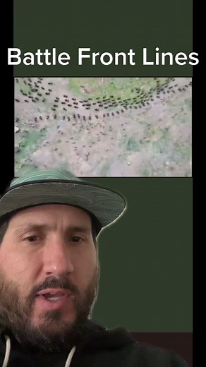 Ants vs Termites: The Battle of the Bugs