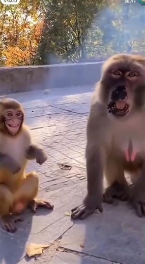 Monkey Prank Goes Wrong! (Firecracker Surprise) 🤯