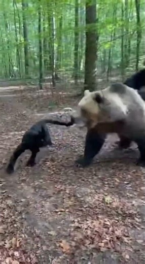 Bears vs Black Panthers… This Got Violent 🐻🔥#animals #wildlife #viral