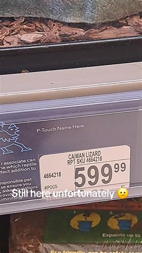 Caiman Lizard Update at Petco: Still Here