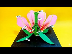 How to make 3D Parts Of Flower | Easy Parts of flower model from cardboard | DIY science project