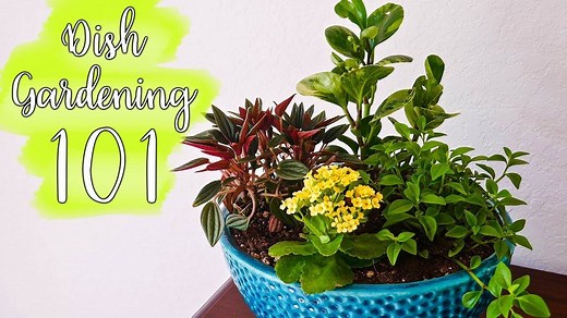Want to learn all about dish gardening? You've come to the right place. Here is your ultimate guide to dish gardening 101 including design, planting & care: https://www.joyusgarden.com/dish-gardening-101/ | Joy Us