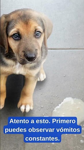 BEWARE! Your dog could have this and you don't know it...
