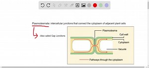 SOLVED:Junctions connecting adjacent epithelial cells are  junctions.