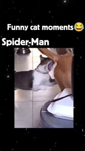😂 4 Funniest Cat Moments Ever!#joke #funny #viral #comedy #memes #jokes #meme #lol #shorts #english